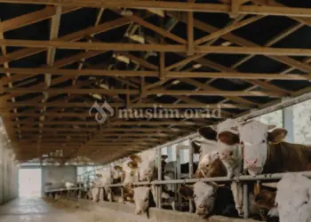 Fiqih Qurban