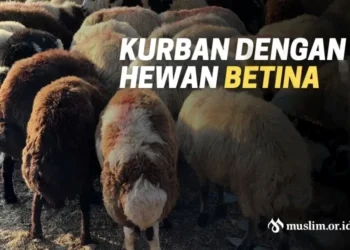 kurban dengan betina