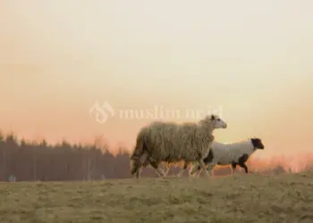 Hukum Qurban Bergilir Antar Anggota Keluarga
