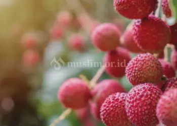 Buah syukur