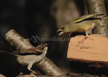 Menjauhi dosa gibah