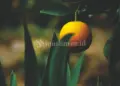 Buah iman kepada takdir