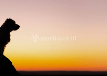 Masuk Surga dan Neraka karena Hewan