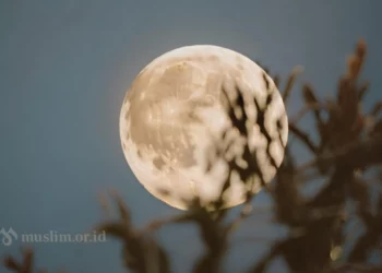 Pemujaan kepada Makhluk